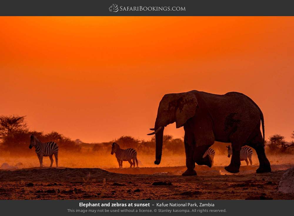 Elephant and zebras at sunset in Kafue National Park, Zambia