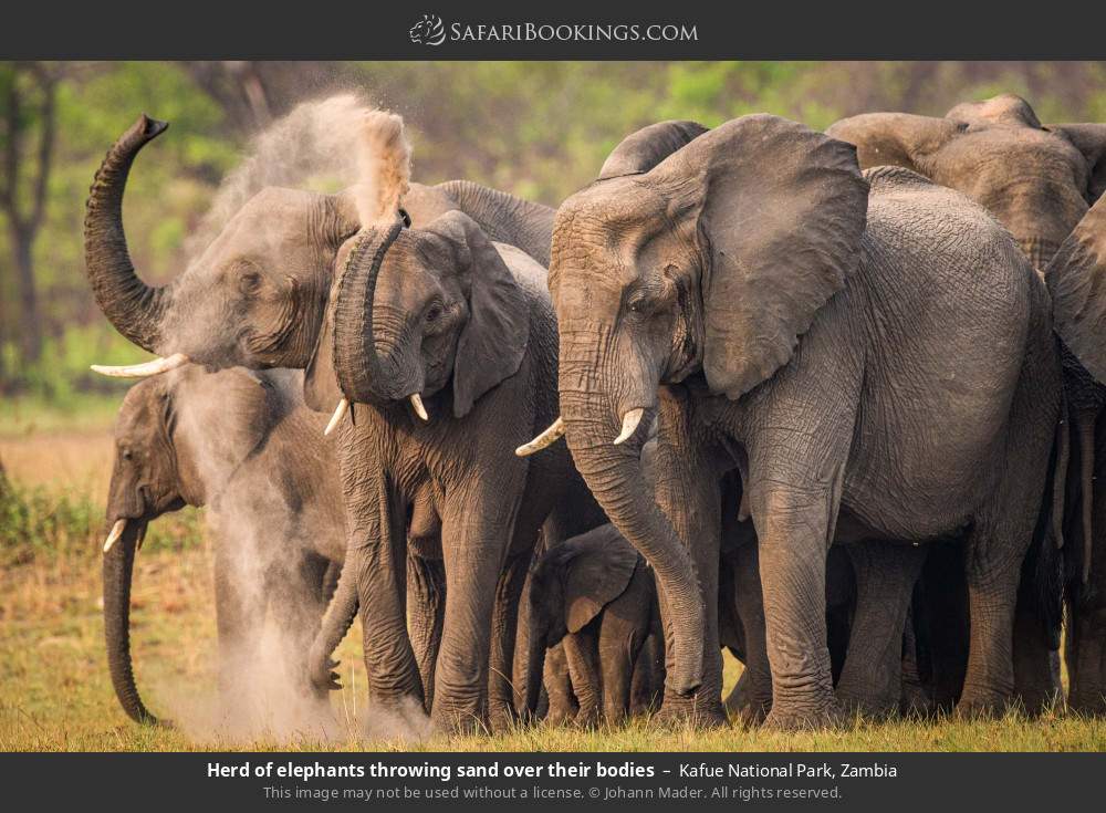 Herd of elephants throwing sand over their bodies in Kafue National Park, Zambia