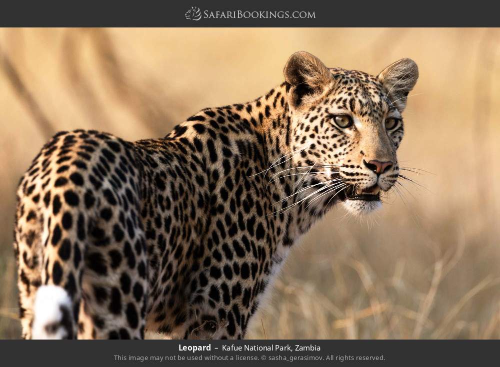 Leopard in Kafue National Park, Zambia