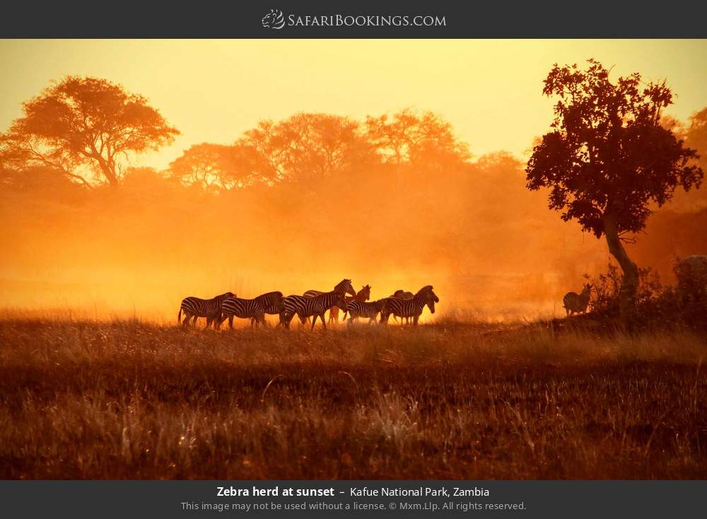 Zebra herd at sunset in Kafue National Park, Zambia
