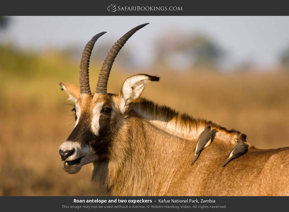 Roan antelope and two oxpeckers in Kafue National Park, Zambia