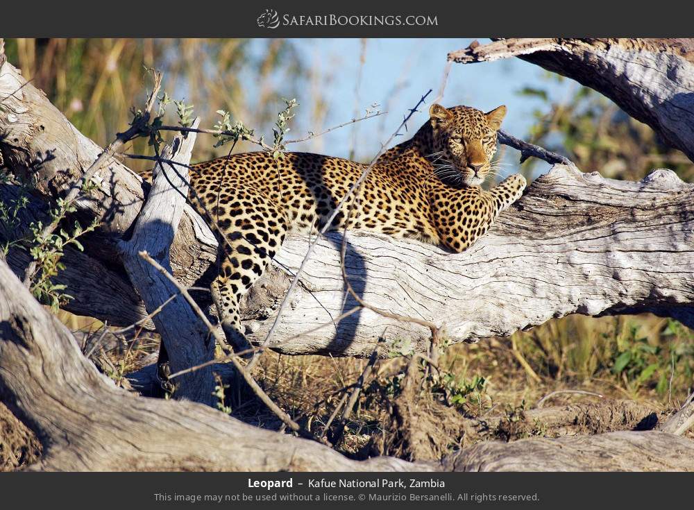 Leopard in Kafue National Park, Zambia