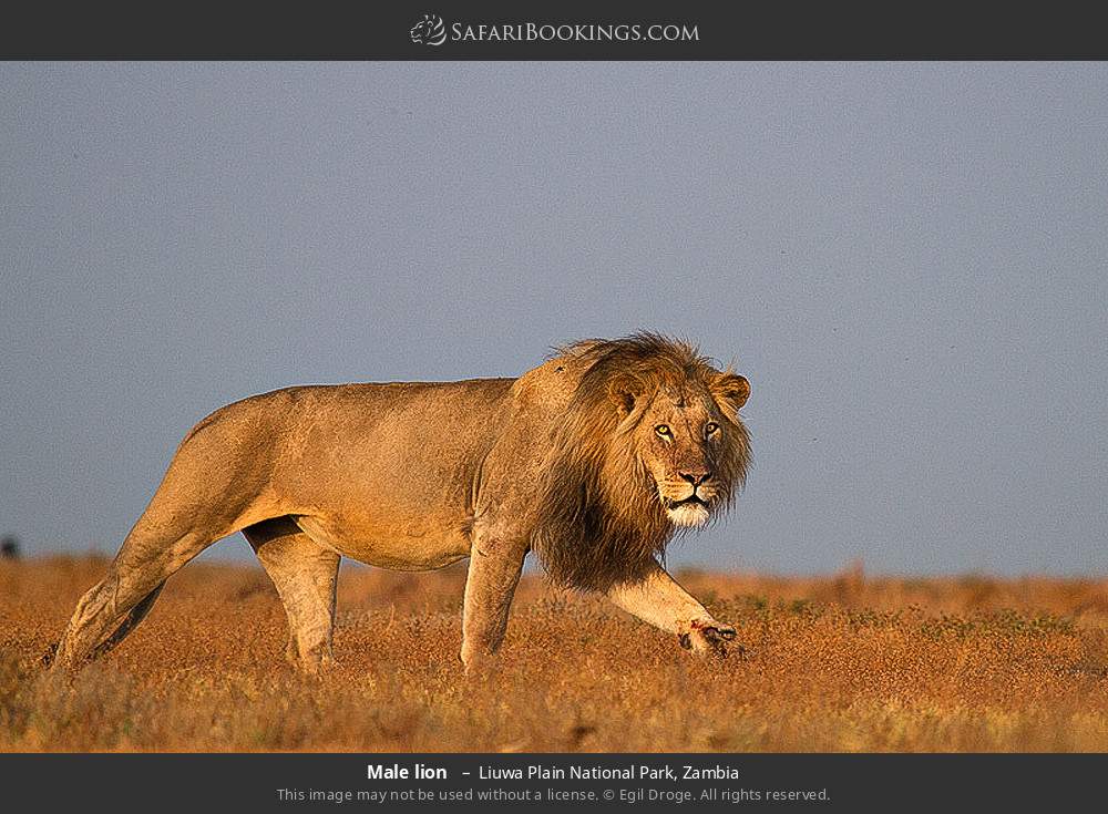 Male lion  in Liuwa Plain National Park, Zambia
