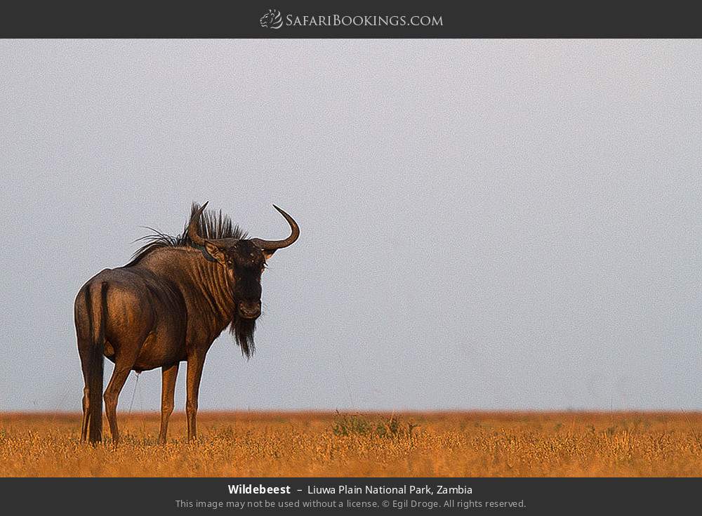 Wildebeest in Liuwa Plain National Park, Zambia