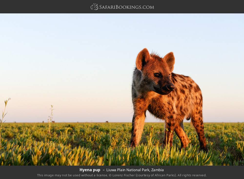 Hyena pup in Liuwa Plain National Park, Zambia