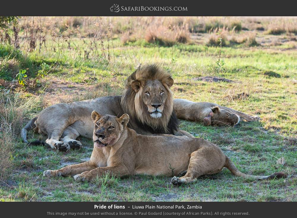 Pride of lions in Liuwa Plain National Park, Zambia