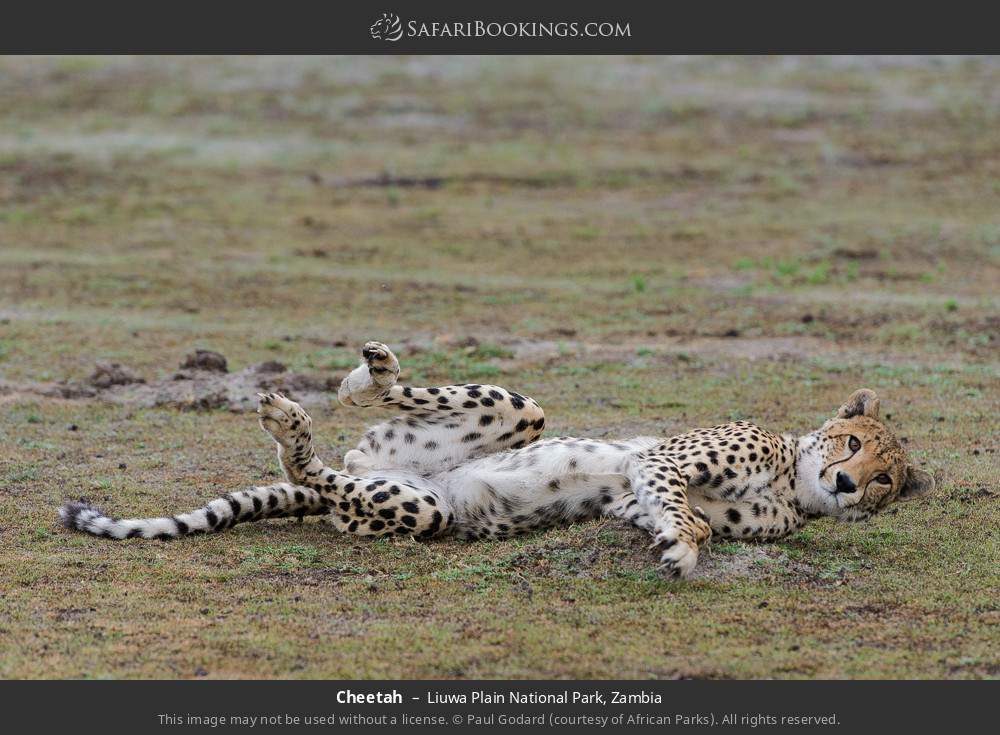 Cheetah in Liuwa Plain National Park, Zambia