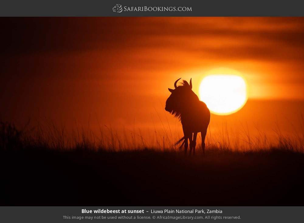 Blue wildebeest at sunset in Liuwa Plain National Park, Zambia