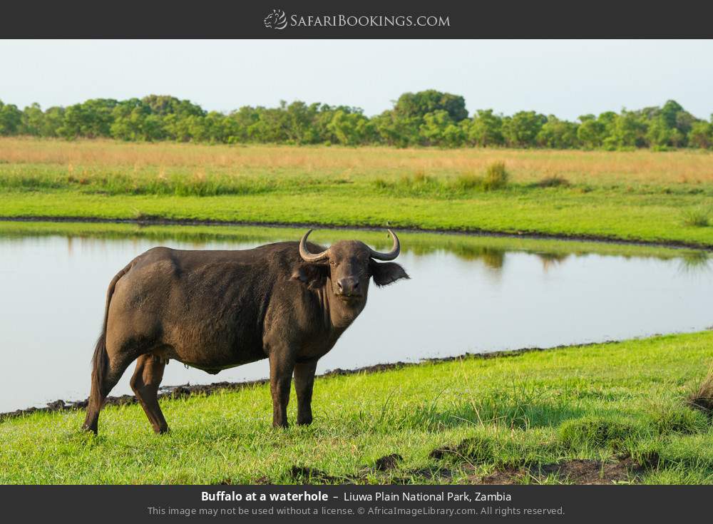 Buffalo at a waterhole in Liuwa Plain National Park, Zambia