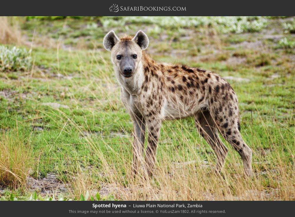 Spotted hyena in Liuwa Plain National Park, Zambia
