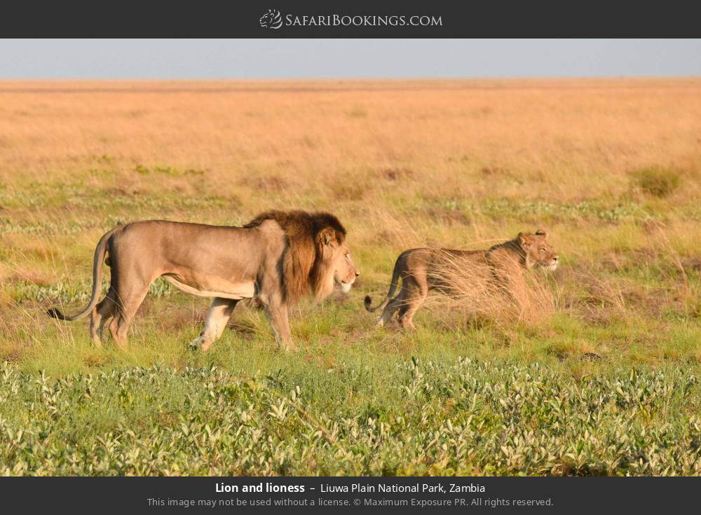 Lion and lioness in Liuwa Plain National Park, Zambia