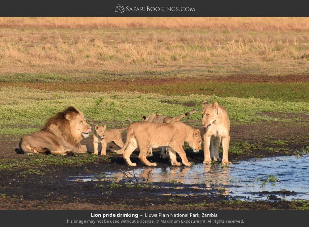 Lion pride drinking in Liuwa Plain National Park, Zambia