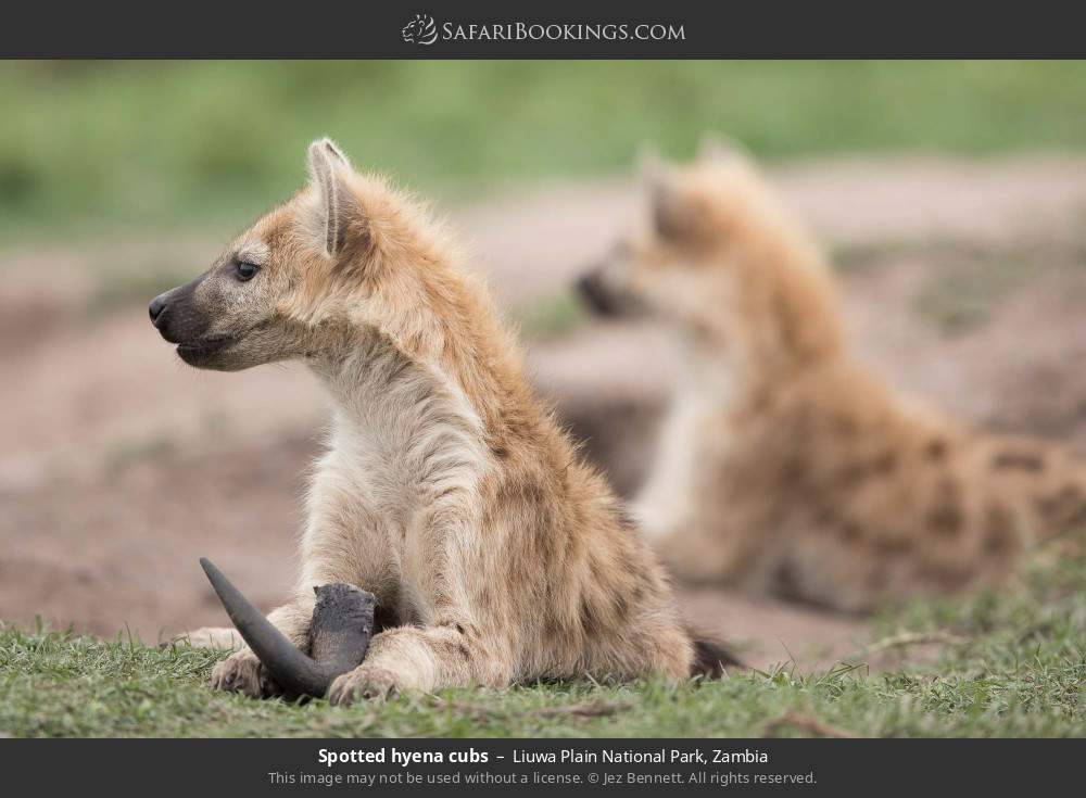 Spotted hyena cubs in Liuwa Plain National Park, Zambia