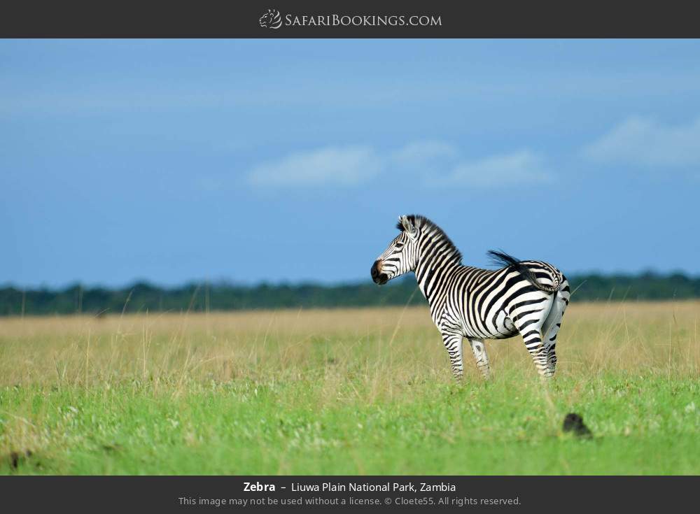 Zebra in Liuwa Plain National Park, Zambia