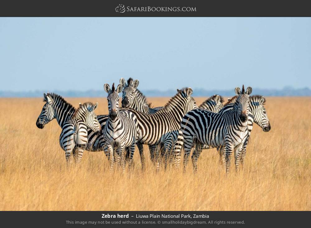 Zebra herd in Liuwa Plain National Park, Zambia