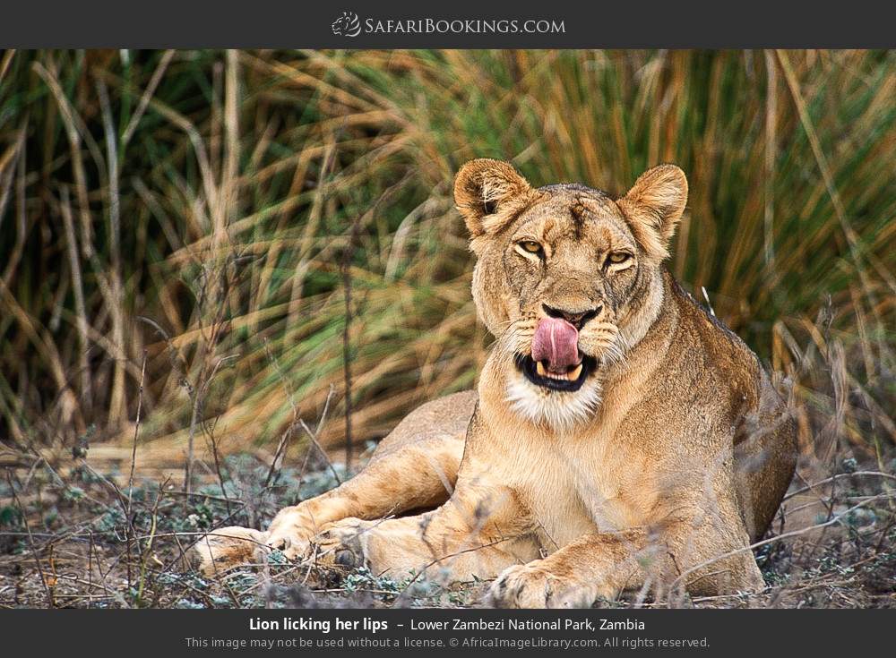 Lion licking her lips in Lower Zambezi National Park, Zambia