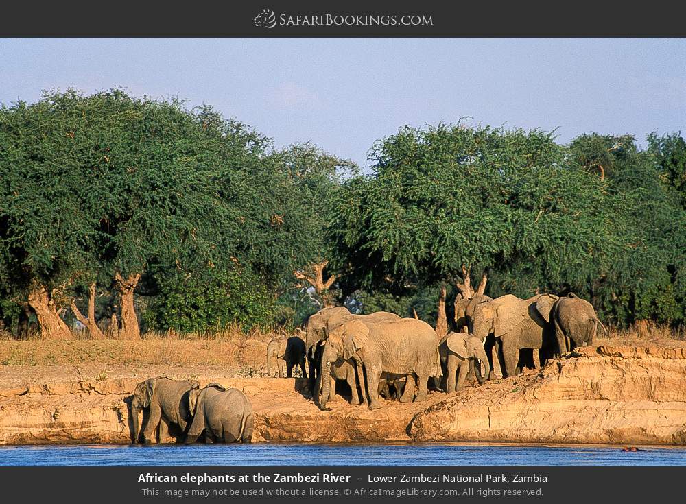 African elephants at the Zambezi River in Lower Zambezi National Park, Zambia