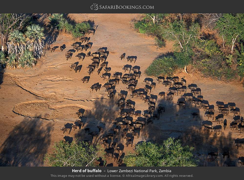 Herd of buffalo in Lower Zambezi National Park, Zambia