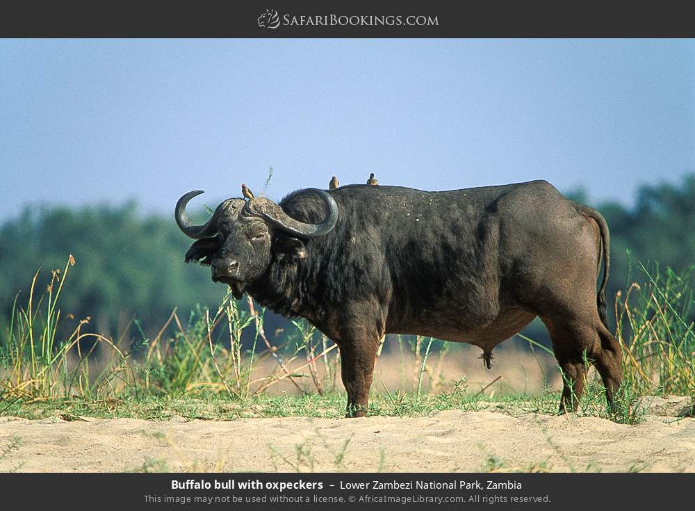 Buffalo bull with oxpeckers in Lower Zambezi National Park, Zambia