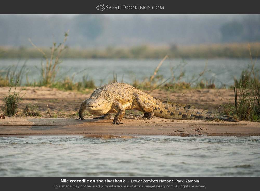 Nile crocodile on the riverbank in Lower Zambezi National Park, Zambia