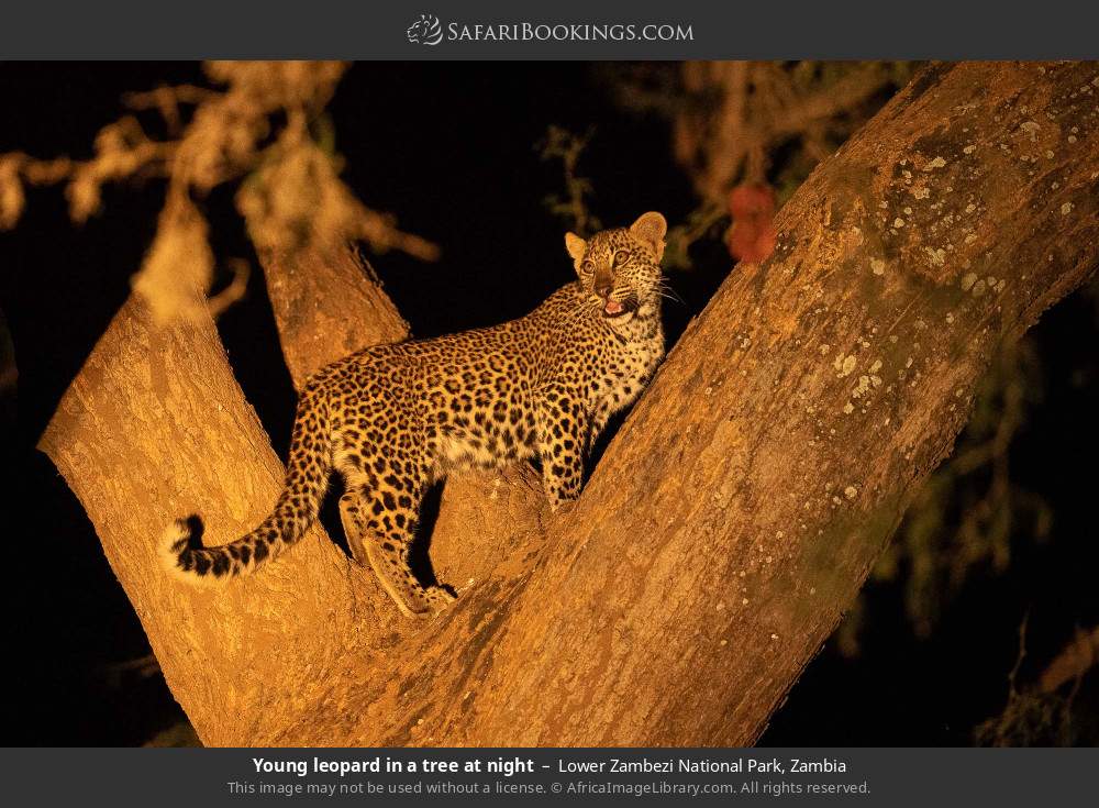Young leopard in a tree at night in Lower Zambezi National Park, Zambia