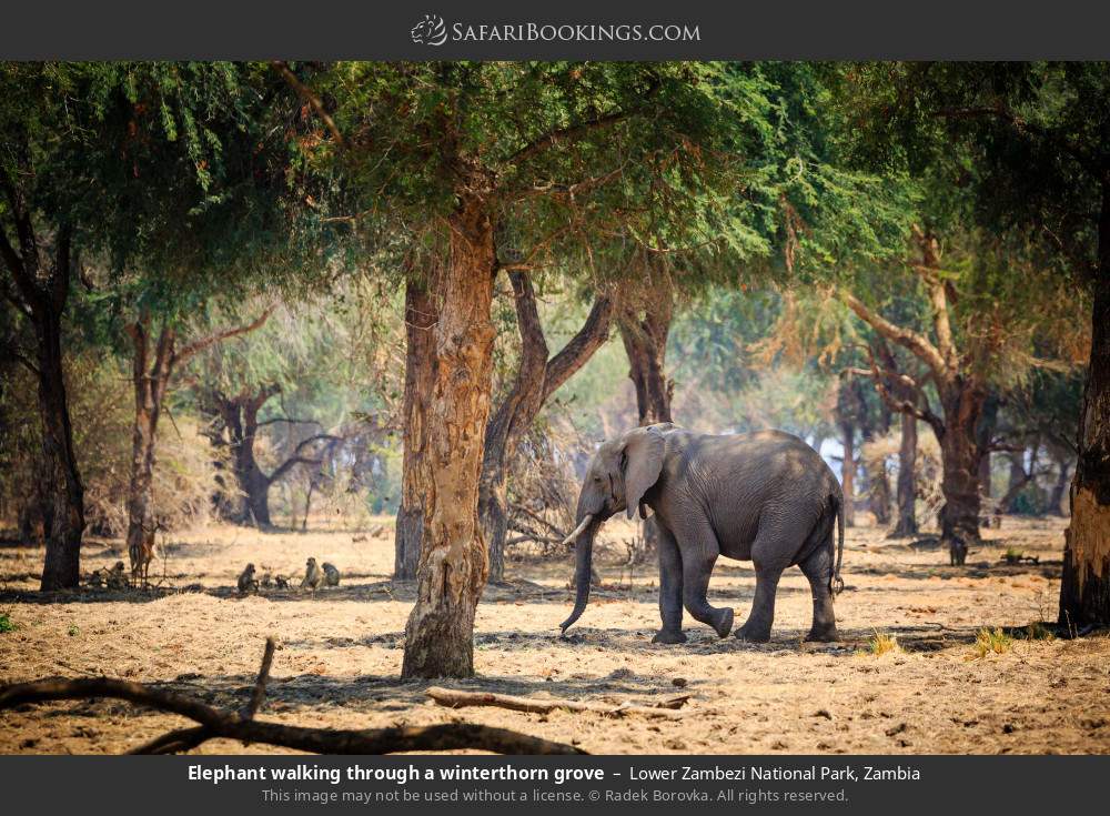 Elephant walking through a winterthorn grove in Lower Zambezi National Park, Zambia