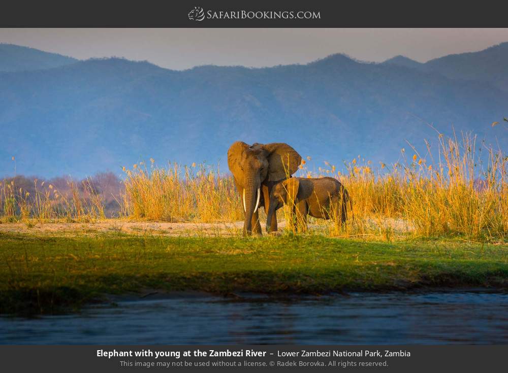 Elephant with young at the Zambezi River in Lower Zambezi National Park, Zambia
