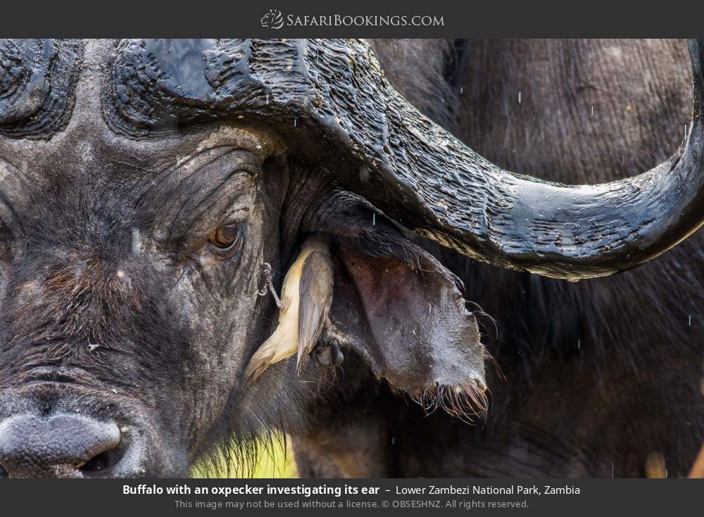 Buffalo with an oxpecker investigating its ear in Lower Zambezi National Park, Zambia