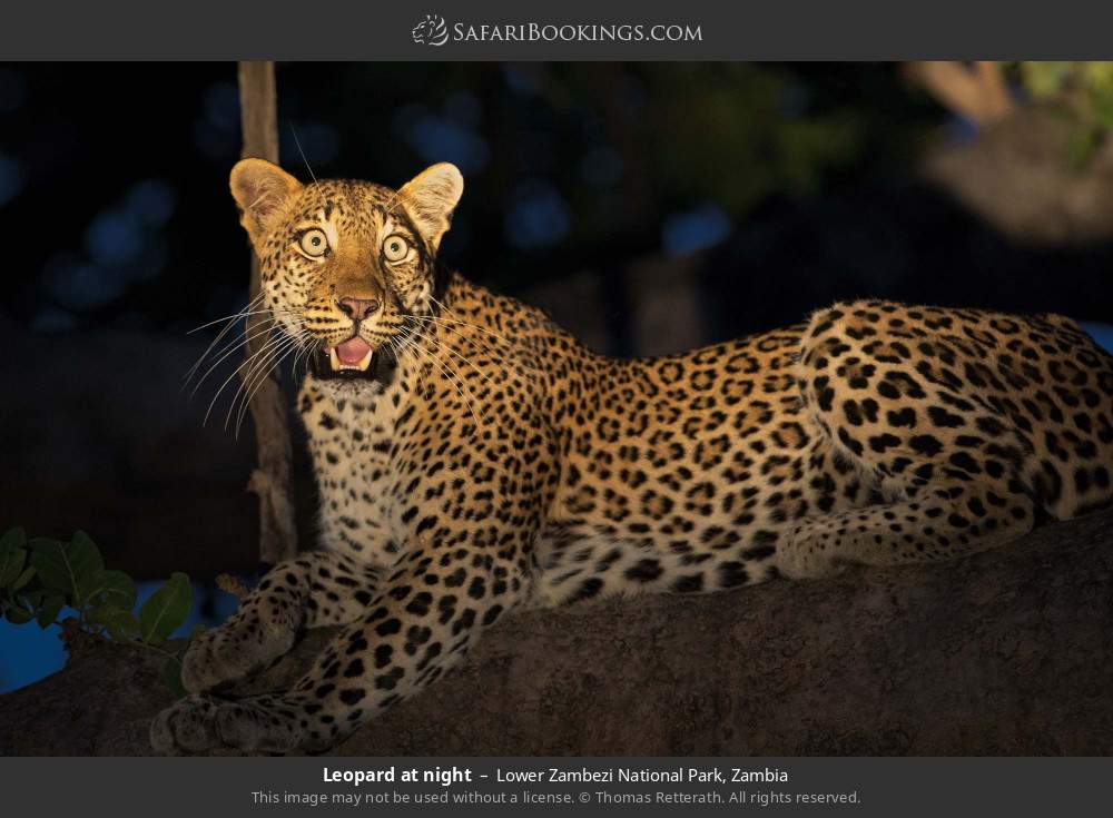 Leopard at night in Lower Zambezi National Park, Zambia