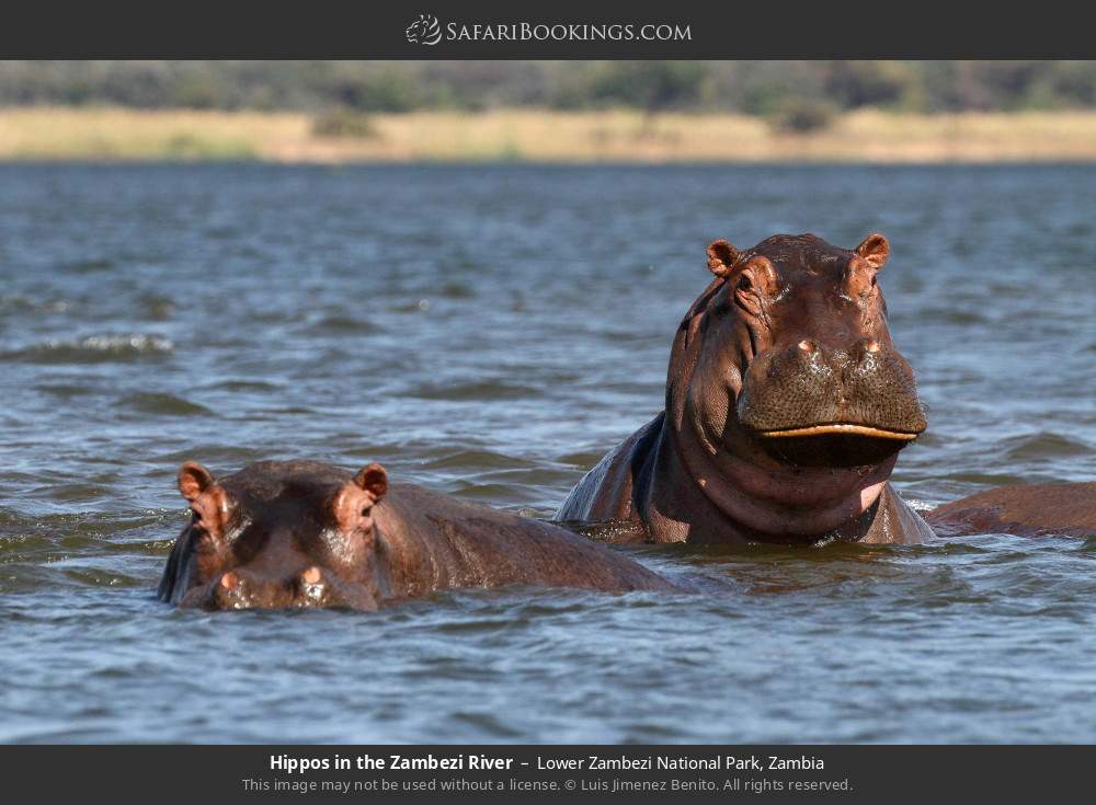 Hippos in the Zambezi River in Lower Zambezi National Park, Zambia