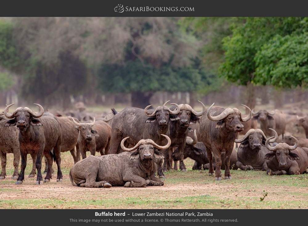 Buffalo herd in Lower Zambezi National Park, Zambia