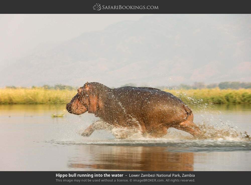 Hippo bull running into the water in Lower Zambezi National Park, Zambia