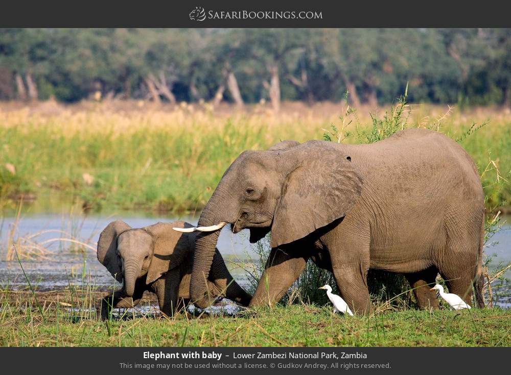 Elephant with baby in Lower Zambezi National Park, Zambia