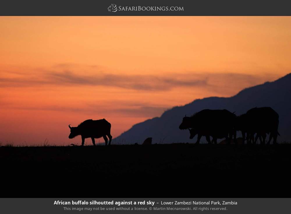African buffalo silhoutted against a red sky in Lower Zambezi National Park, Zambia