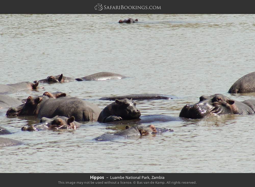 Hippos in Luambe National Park, Zambia