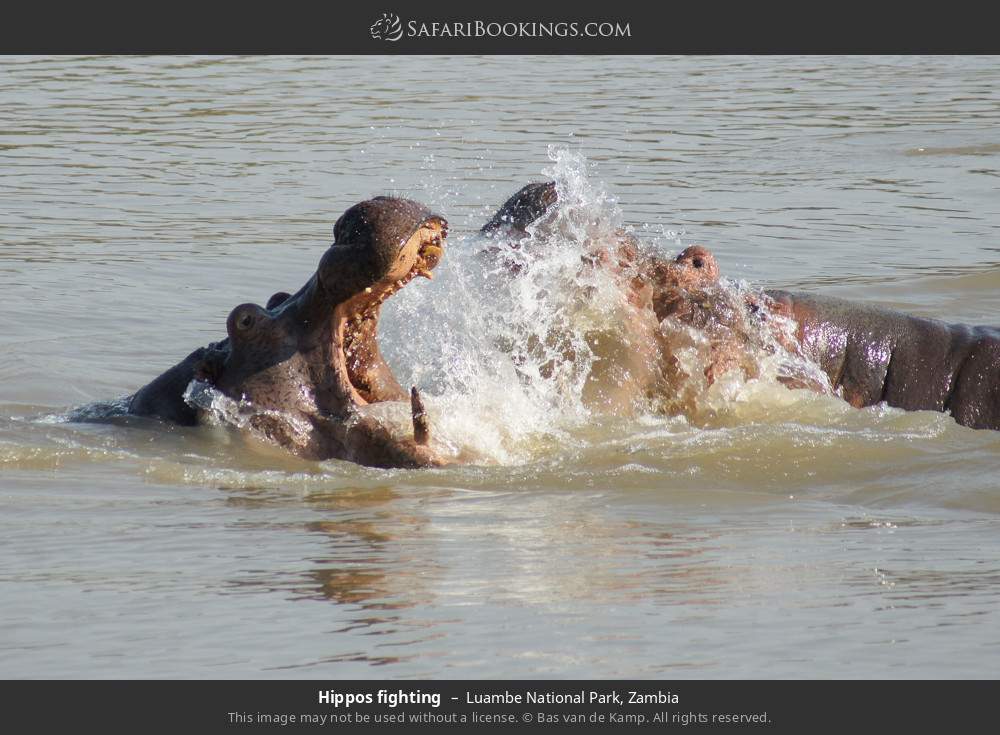 Hippos fighting in Luambe National Park, Zambia