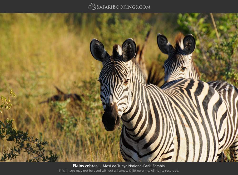 Plains zebras in Mosi-oa-Tunya National Park, Zambia