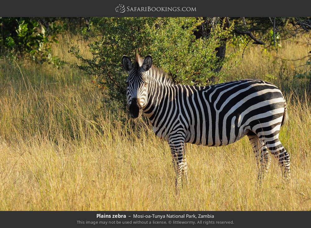 Plains zebra in Mosi-oa-Tunya National Park, Zambia