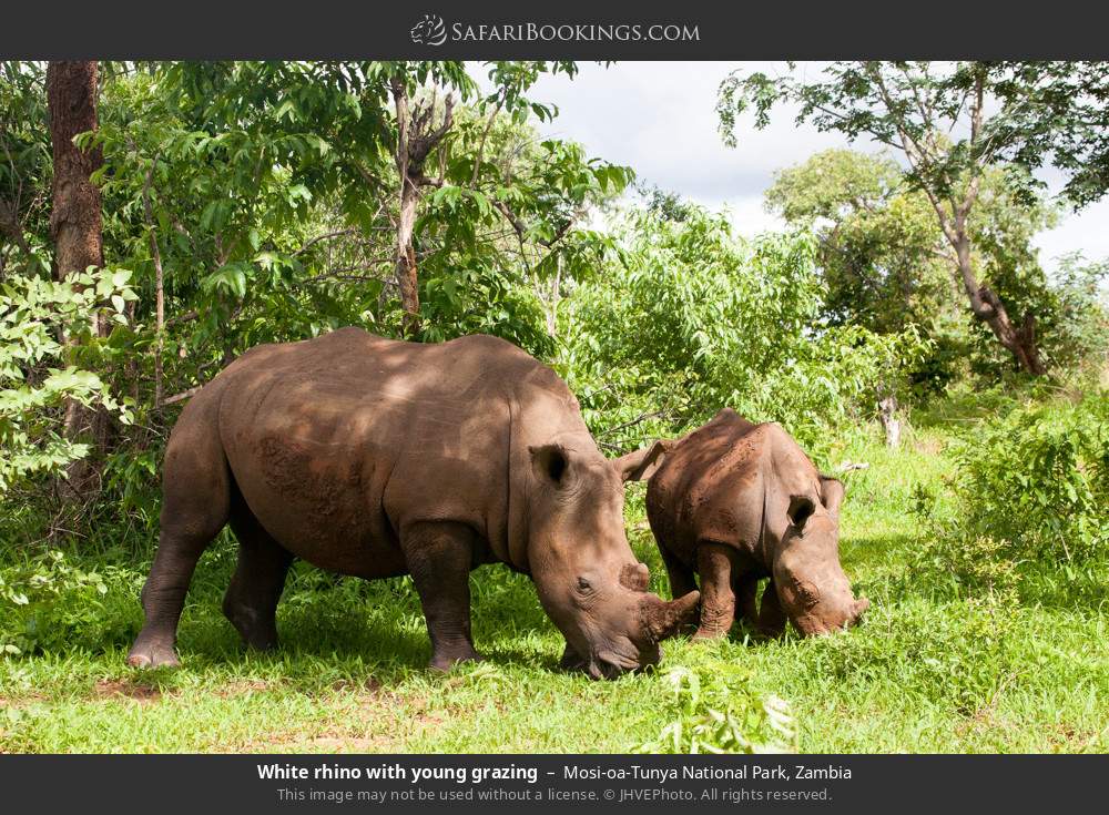 White rhino with young grazing in Mosi-oa-Tunya National Park, Zambia