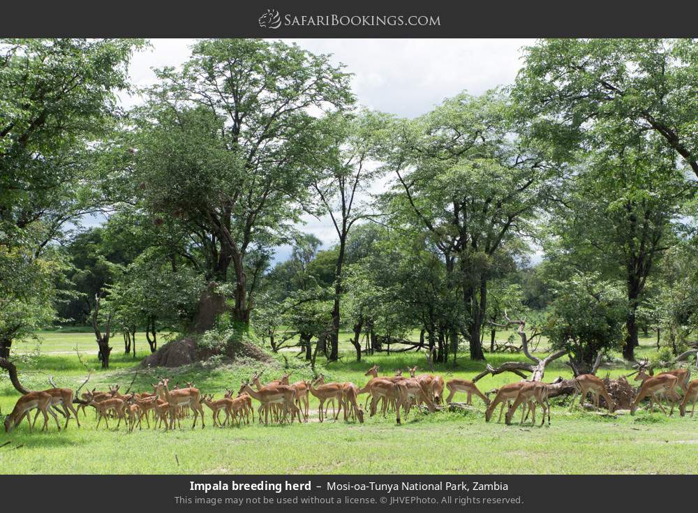 Impala breeding herd in Mosi-oa-Tunya National Park, Zambia