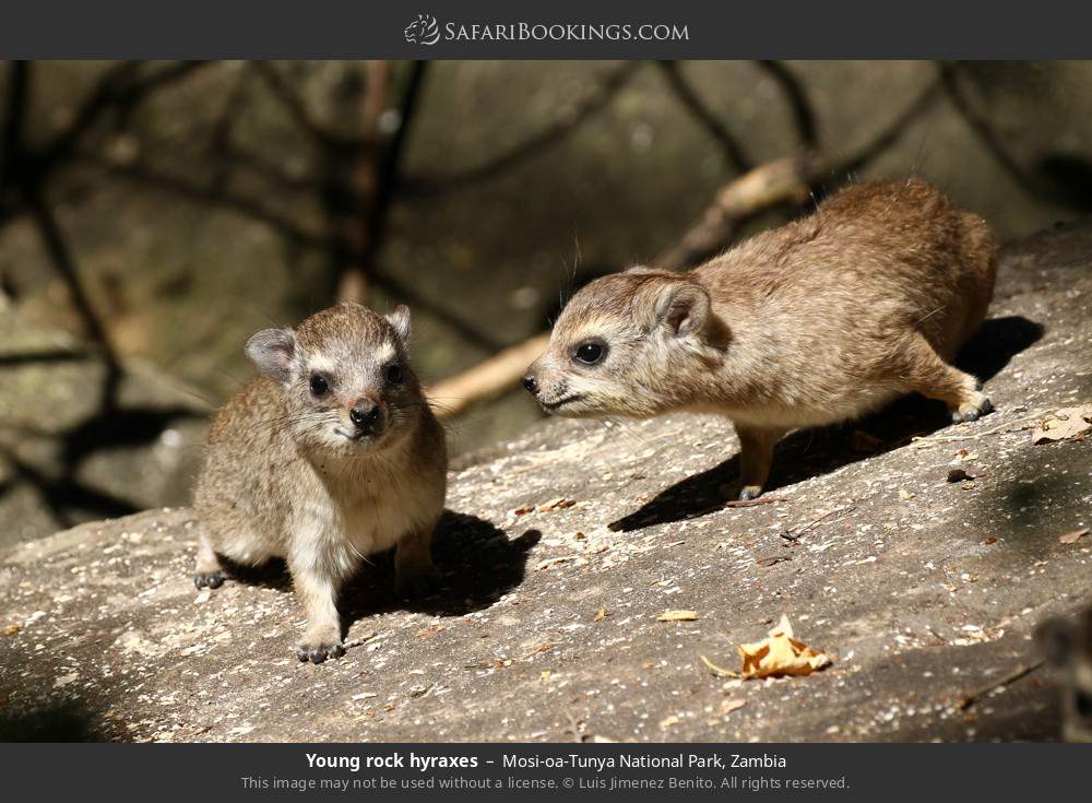 Young rock hyraxes in Mosi-oa-Tunya National Park, Zambia