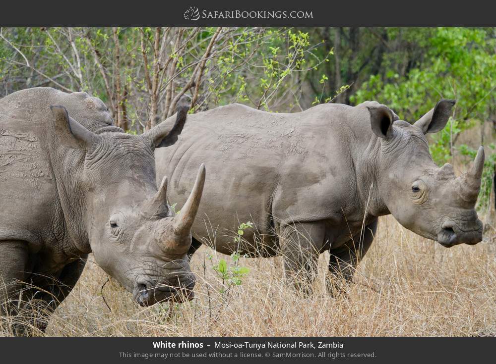 White rhinos in Mosi-oa-Tunya National Park, Zambia