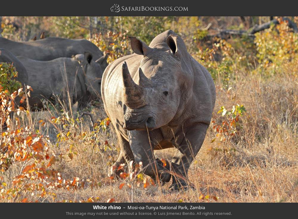 White rhino in Mosi-oa-Tunya National Park, Zambia