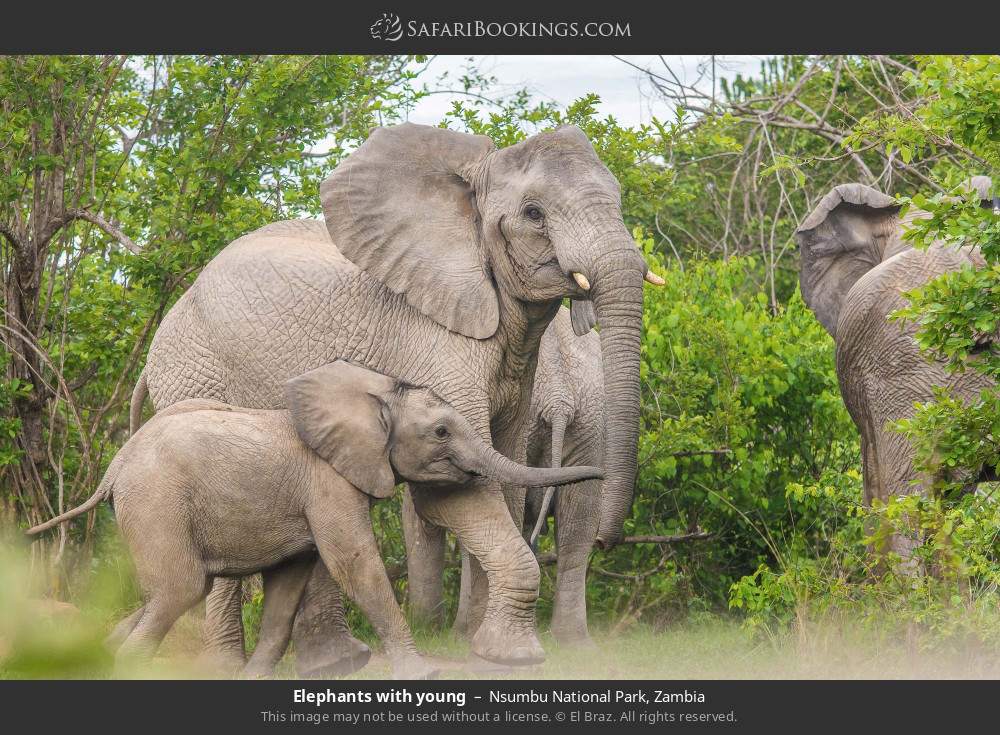 Elephants with young in Nsumbu National Park, Zambia