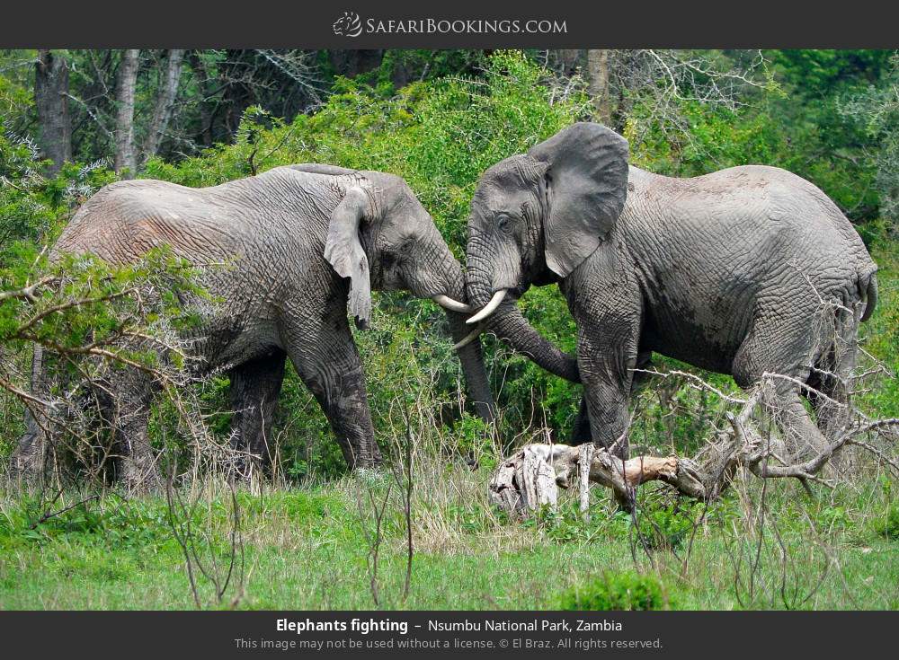 Elephants fighting in Nsumbu National Park, Zambia