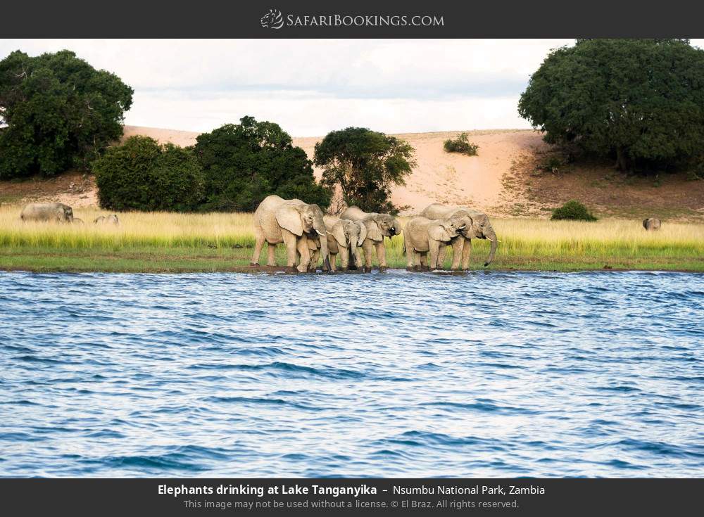 Elephants drinking at Lake Tanganyika in Nsumbu National Park, Zambia