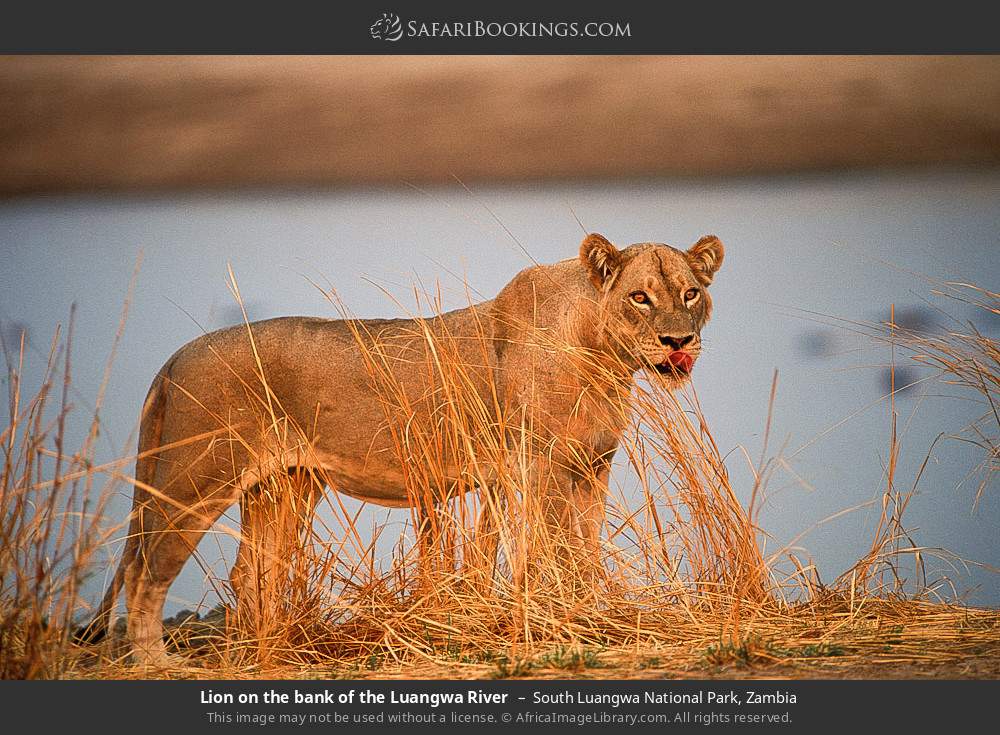 Lion on the bank of the Luangwa River in South Luangwa National Park, Zambia