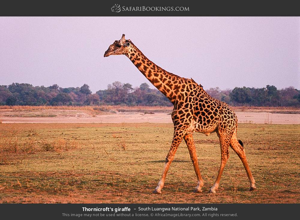 Thornicroft's giraffe in South Luangwa National Park, Zambia