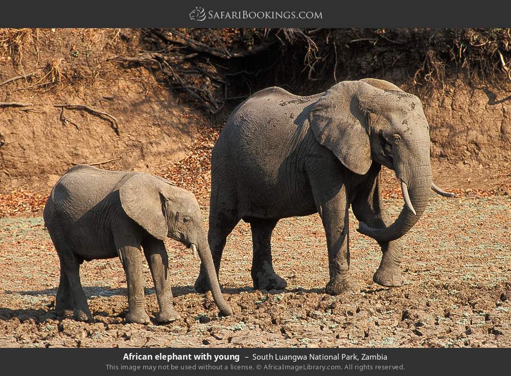 African elephant with young in South Luangwa National Park, Zambia