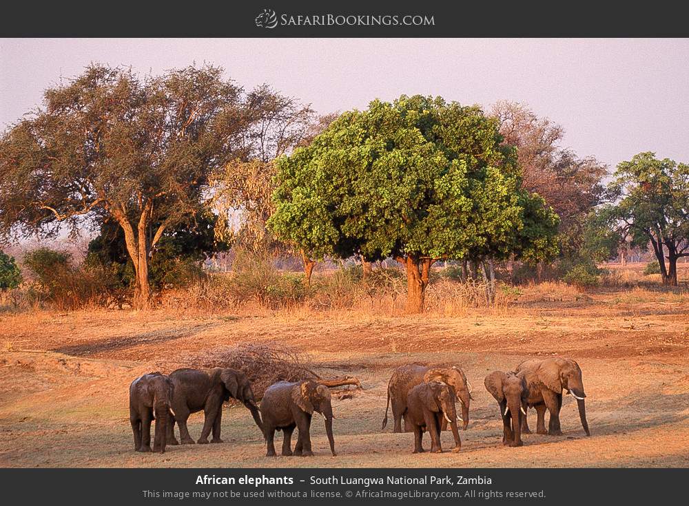 African elephants in South Luangwa National Park, Zambia